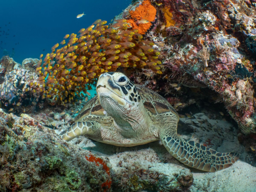 Rich biodiversity under the water.
(Photo courtesy: Galice Hoarau, Winner of 2019 World Oceans Day  Photo Competition (Underwater Life))